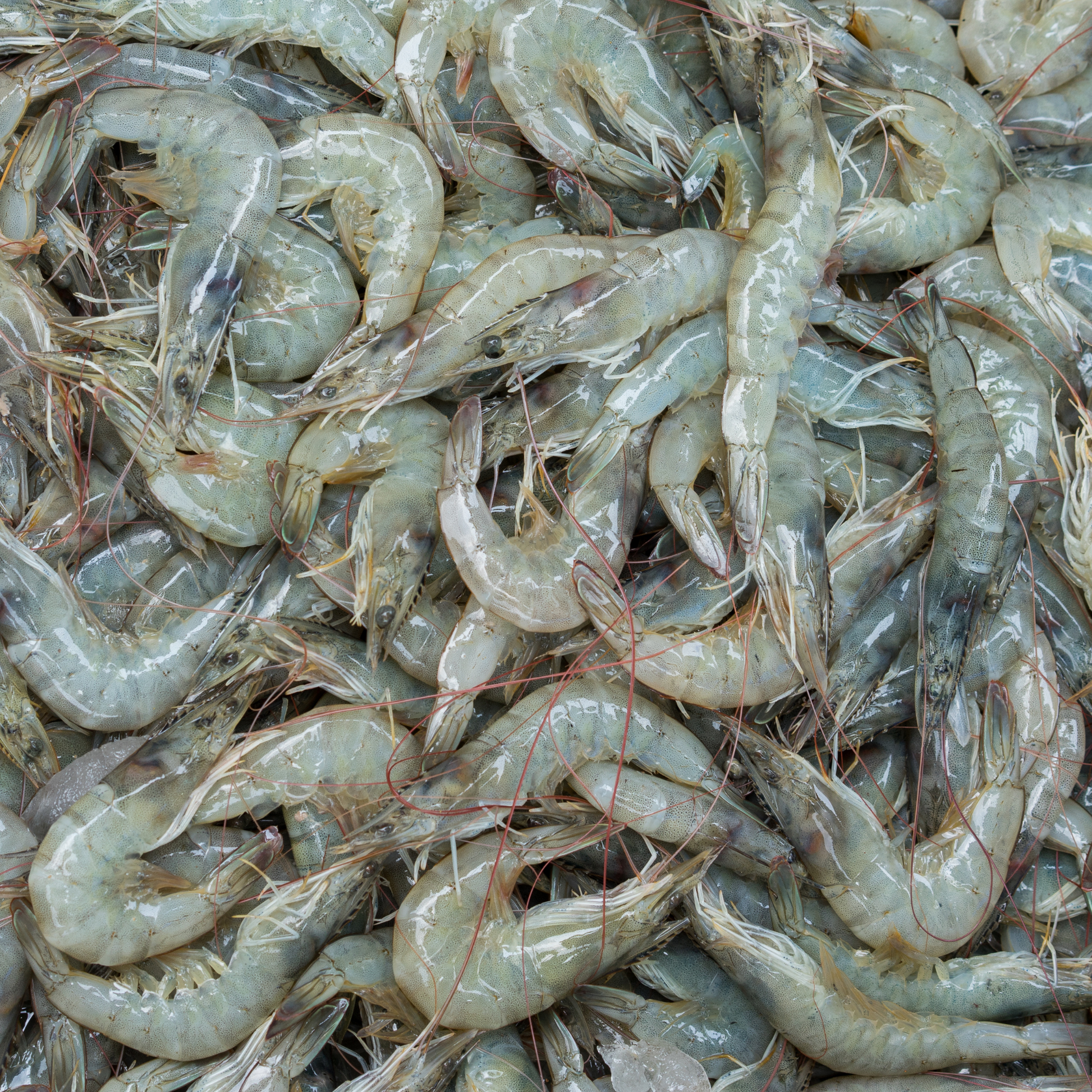 shrimp for sale